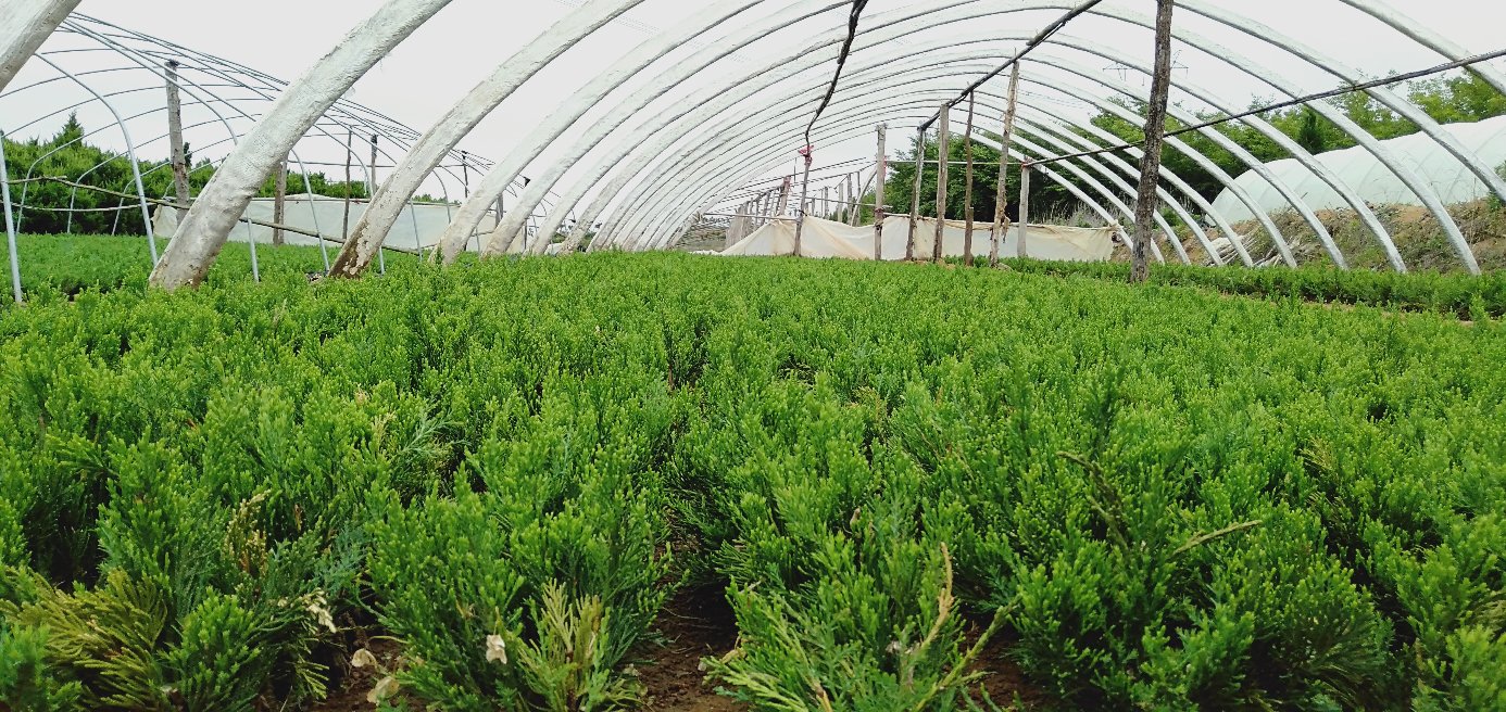 现代化龙柏种植基地