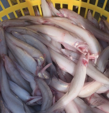 龙头鱼水鱼近海流网捕捞每日新鲜码头一手供应