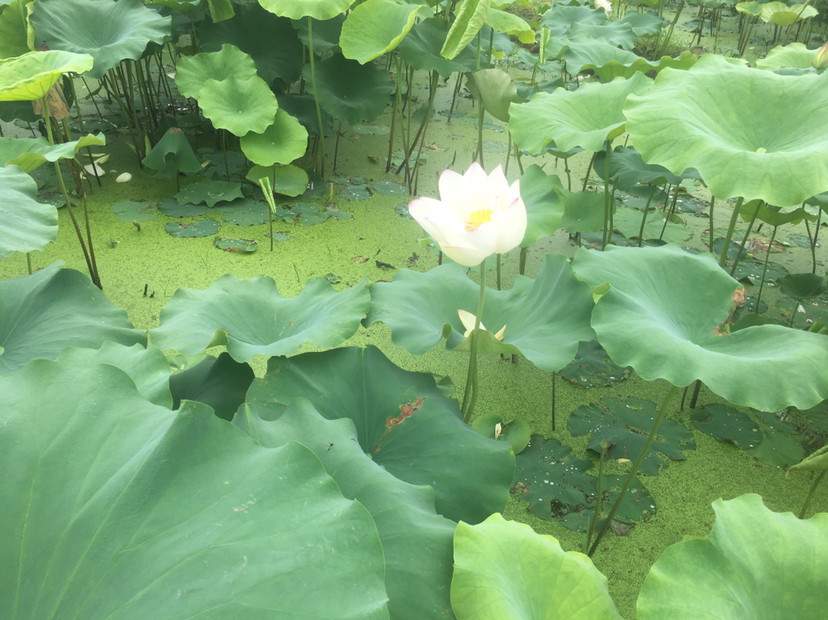 白莲子的花盛开在池塘中