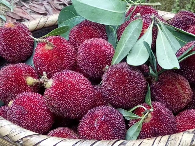 一篮新鲜的东魁杨梅,果实在阳光下泛着诱人的光泽 东魁杨梅果篮图