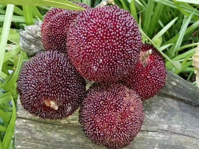 东魁杨梅果实特写,展示其大果型和深红色果肉 东魁杨梅果实特写