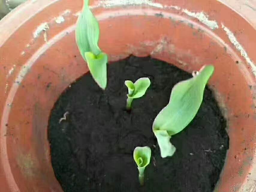 橘色雏菊在阳台花盆中生长