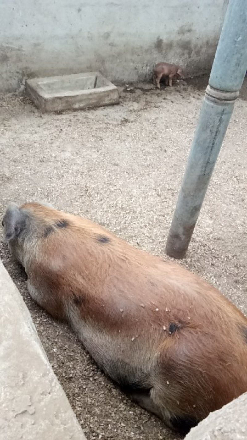 太湖母猪二代图片图片