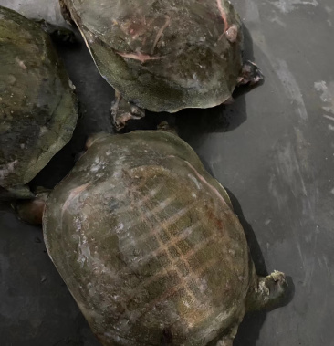 [鳖批发]汉寿活冻黄甲鱼价格22.00元/斤 - 一亩田