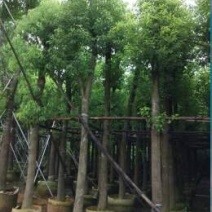 襄阳洪坤绿化麦冬草，绿化苗木基地常年大量供应中