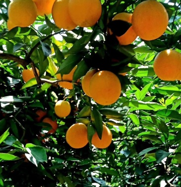 [夏橙批发]伏令夏橙价格2.00元/斤 - 一亩田