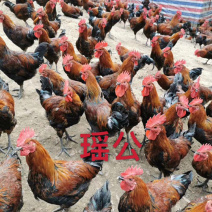 瑶公