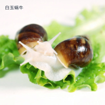 白玉蜗牛情侣蜗牛下蛋蜗牛美容蜗牛