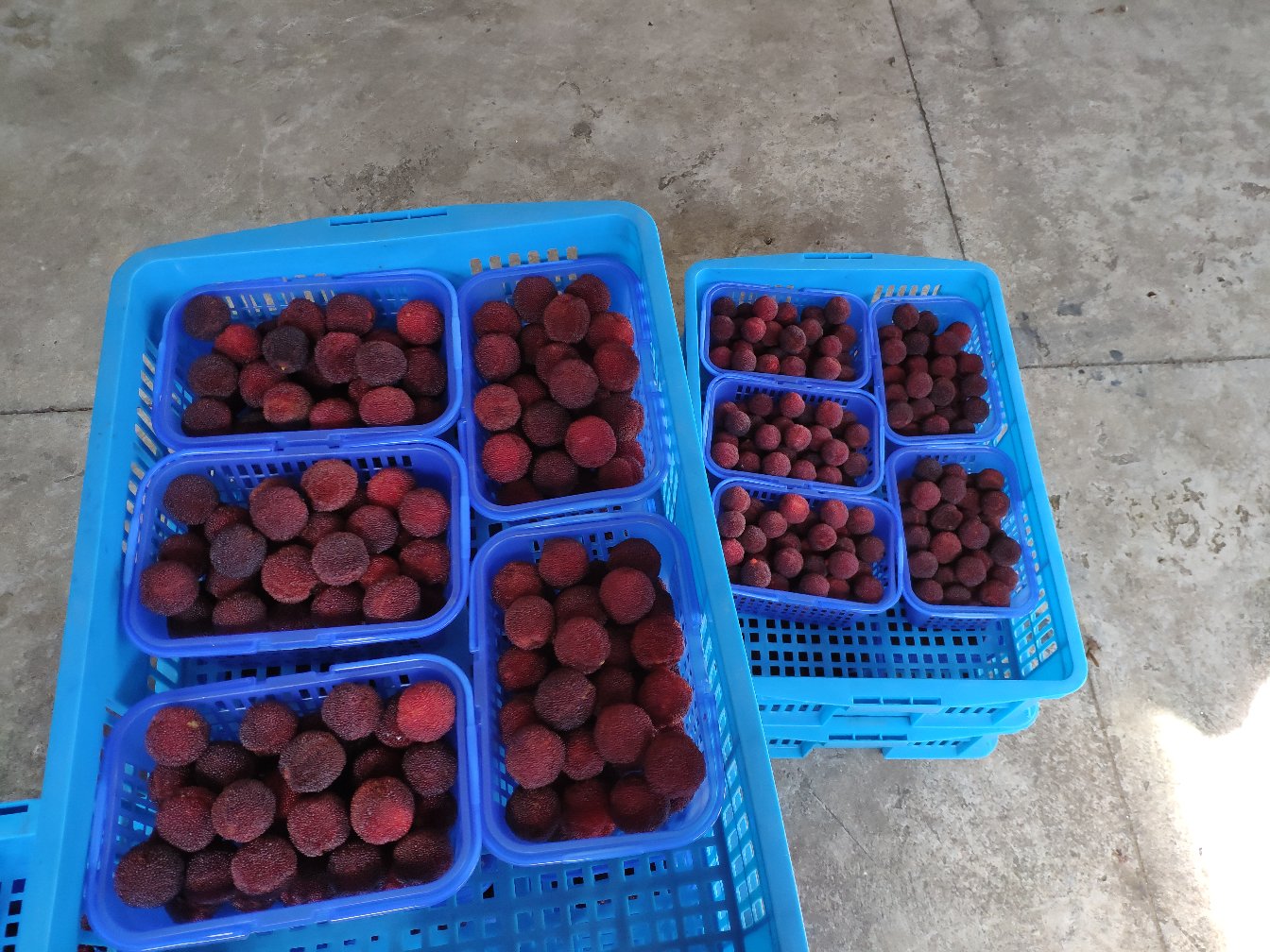 新鲜的东魁杨梅果实