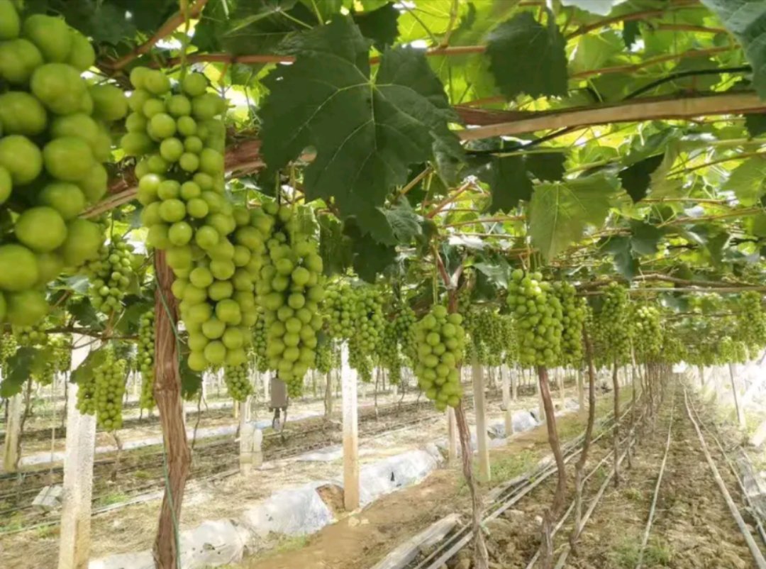 陕西省渭南市蒲城县连片的红提葡萄园,采用标准化棚架结构,整齐排列的葡萄藤覆盖于金属支架之上,地面铺设黑色滴灌管道,远处可见农业管理人员在田间作业,阳光充足,植被茂盛 蒲城县红提种植基地航拍图