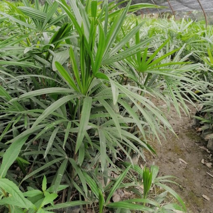 贵州黔南细叶棕竹产地货源批发价格行情