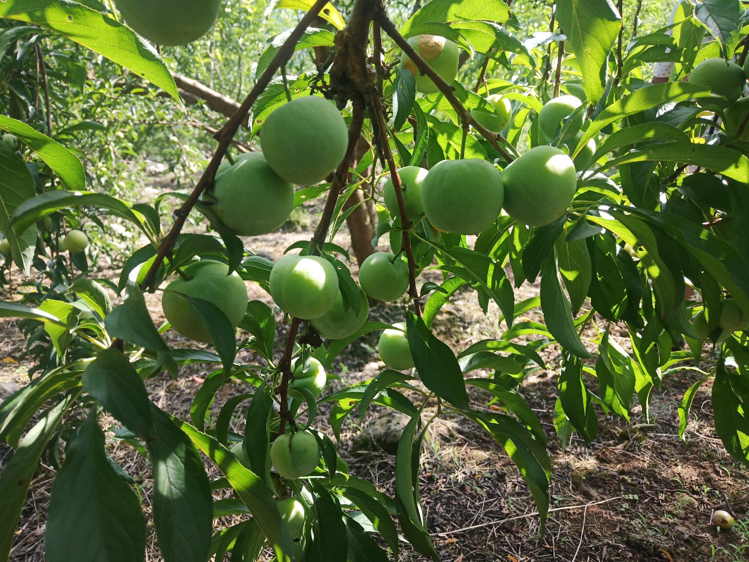 蜂糖李果园实景图
