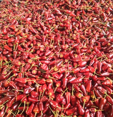 贵州特产朝天椒精品子弹头