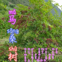 贵州毕节古夜郎大地野生中药材马桑树马桑果树