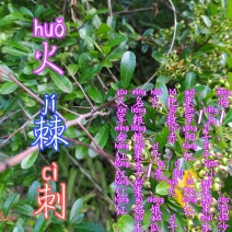 贵州毕节古夜郎大地野生中药材火棘救命粮火棘刺