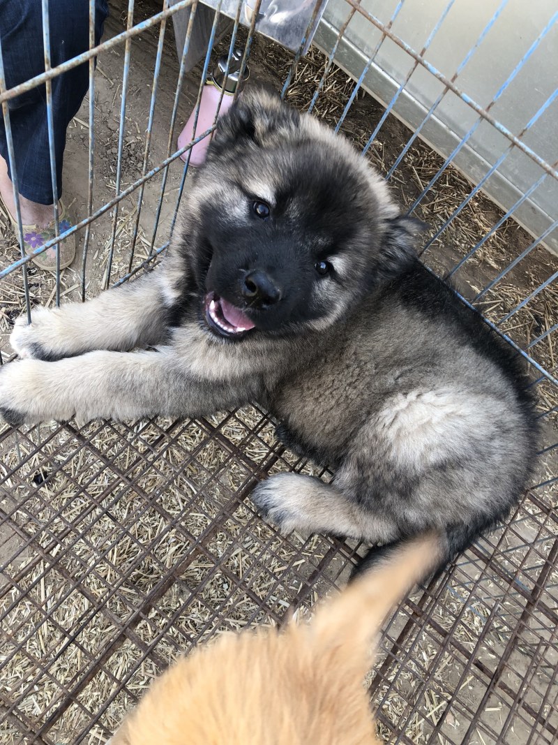 自家繁殖养育纯种赛级高加索幼崽 包活包健康