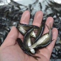 草鱼苗抗病毒长得快规格齐全基地直销保质保量