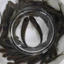 草鱼苗规格齐全基地直销保质量送货上门