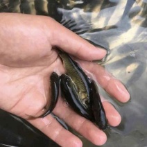 草鱼苗抗病毒长势快基地直销规格齐全送货上门