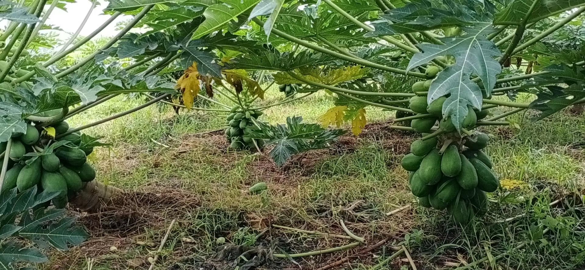 采摘中的神秘果