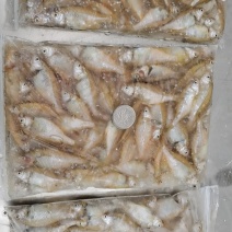 毛刀鱼