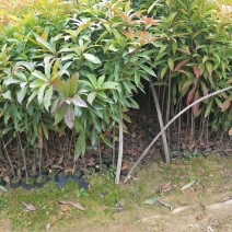 木荷苗，（木荷杯苗）木荷批发价格。长期提供技术支持