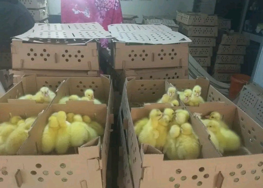 狮头鹅苗运输过程