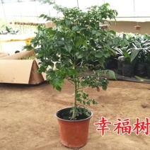 幸福树盆栽植物室内大客厅树桩平安发财大型盆景花卉绿植