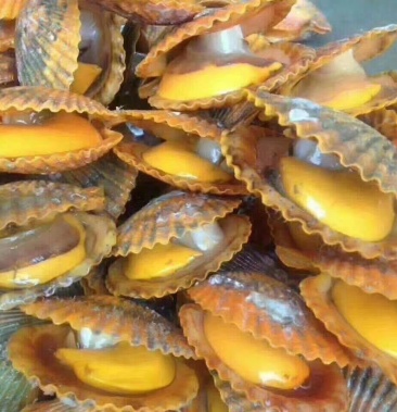 湛江扇贝天然水产全国包邮