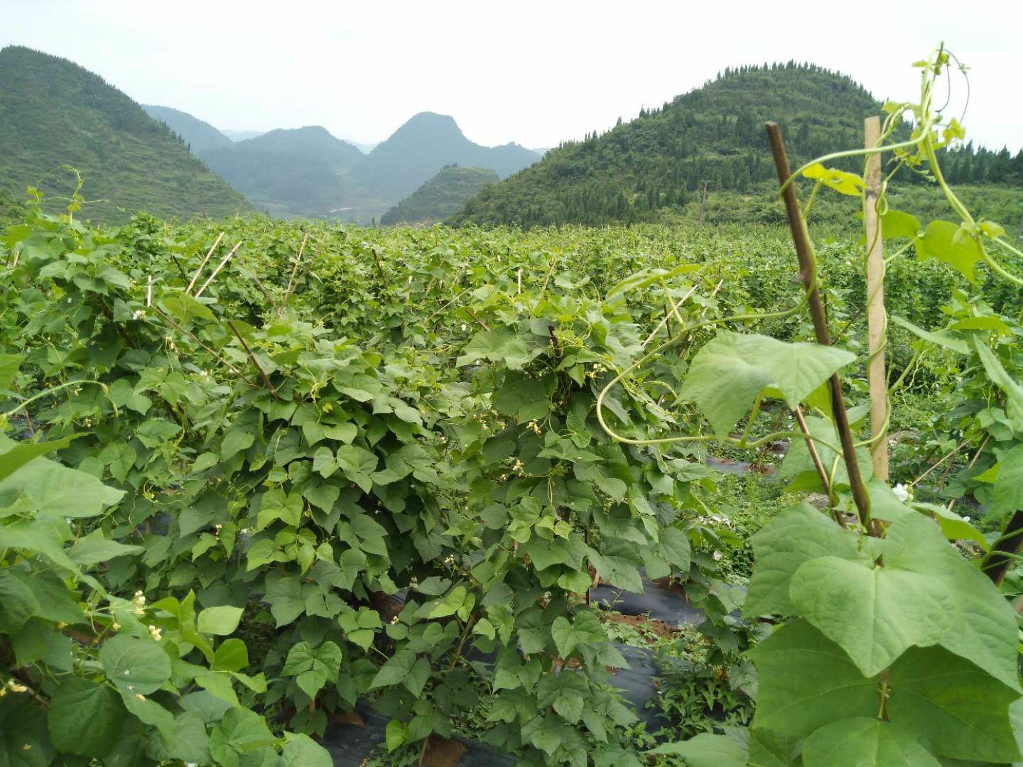 一片阳光充足的山坡梯田中,老来少扁豆藤蔓攀爬在竹架上,叶片心形、翠绿油亮,淡紫色小花点缀其间,几串细长深绿色豆荚自然下垂,背景为云雾缭绕的山地环境 老来少扁豆植株特写