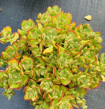 多肉植物盆栽花卉达摩宝珠大老桩规格180#一件15盆装