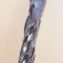 活体金蝉孵化合作社，前期枝条技术人员跟踪服务。
