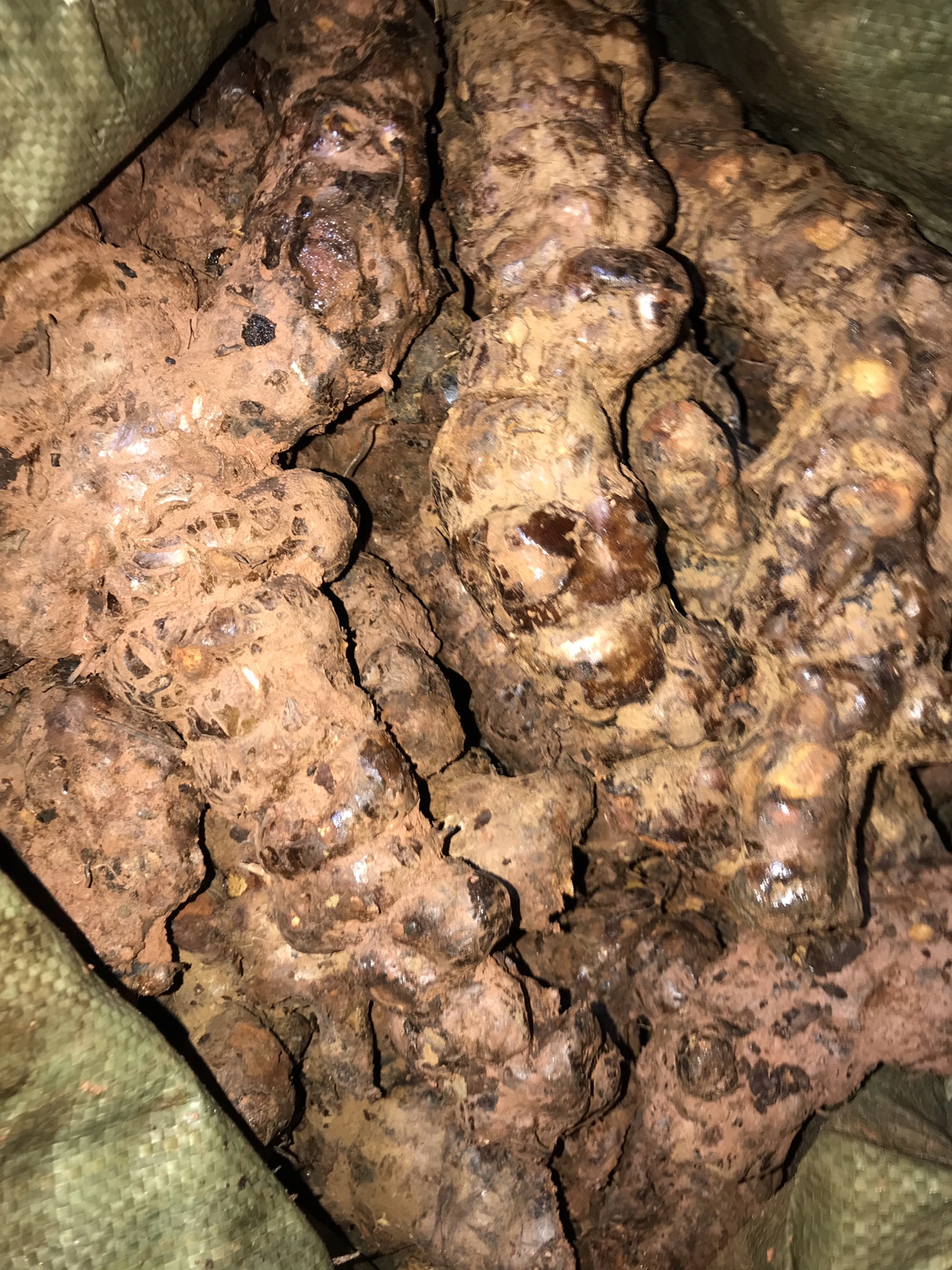广东省包邮,新鲜云南土茯苓(煲汤甘甜不苦)新货(无库存)
