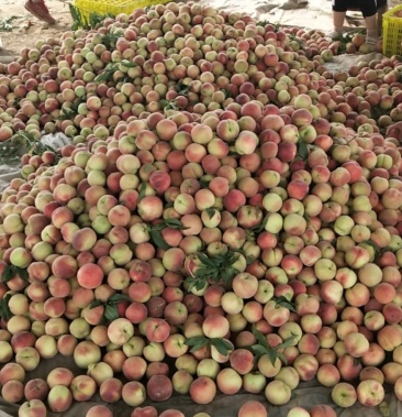 美脆,日本大红,沙红,朱砂红