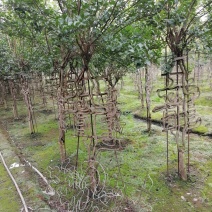 紫薇造型价格多少钱卖价买价