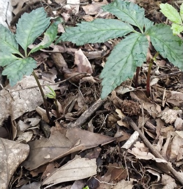 黑三七苗又名金平黑人参包成活率有技术指导