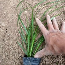 青绿苔草青州直销可视频看货支持线上保障交易