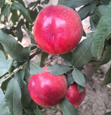 [红油桃批发]陆地中油16,中油18口感脆甜价格0.80元/斤 - 一亩田