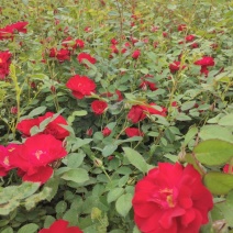 丰花月季耐寒红花月季容器苗刺玫花灌木价格合理