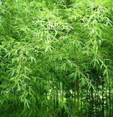 供应早园竹刚竹34公分