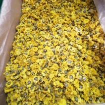 野生的野菊花无硫泡茶喝的含量高