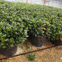金鱼花带花苞花卉盆栽金鱼草福建直发量大从优可视频看货