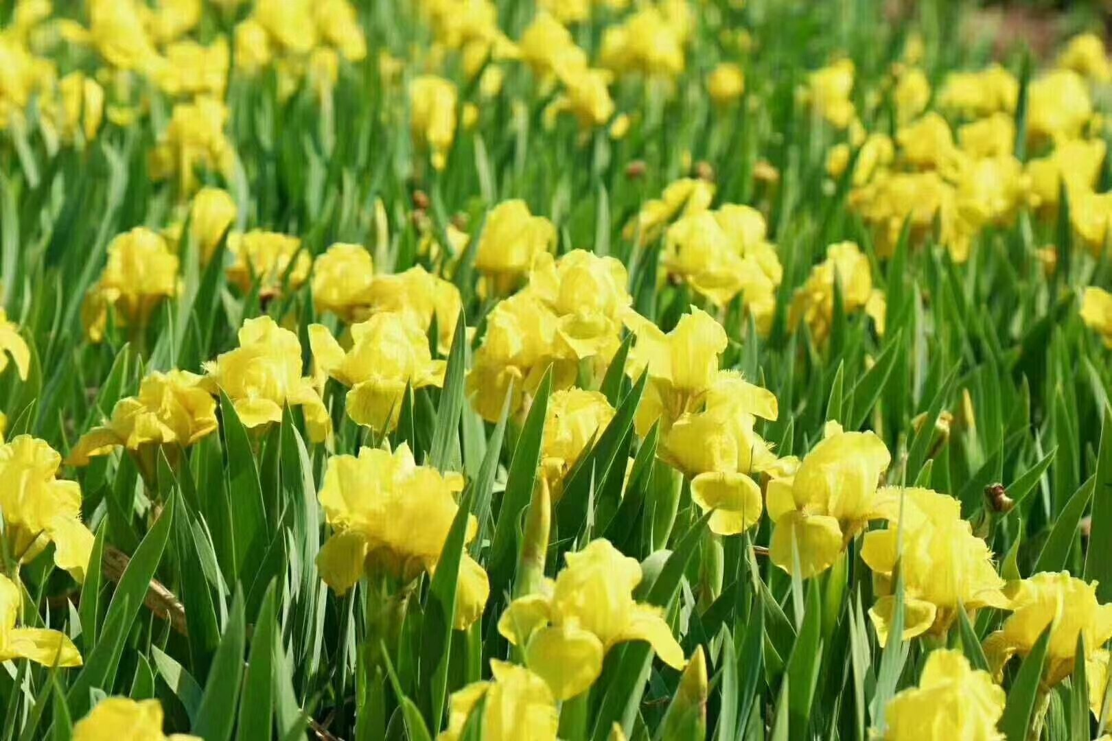 羽衣甘蓝花盛开在田野中,呈现出淡黄色的小花簇 羽衣甘蓝花盛开图
