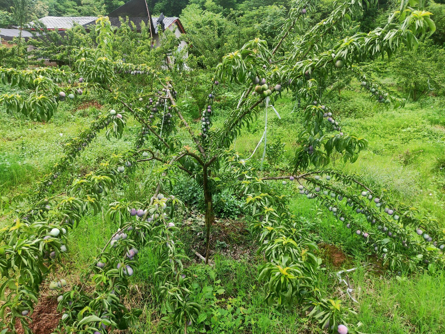 果实着色期叶面喷施操作
