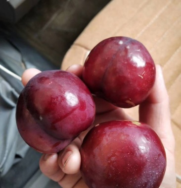 [李子批发]澳洲红李子价格1.50元/斤 - 一亩田