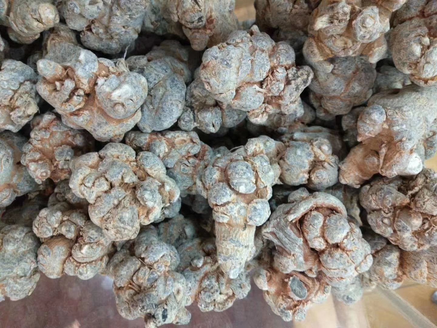 SGS权威检测报告双屏对比图:突出显示三七剪口与主根中段在人参皂苷Rb1、Rg1、R1及农残指标上的实测数值差异,红色箭头标注关键差异项 专业检测报告对比图:左侧为第三方机构SGS出具的文山道地剪口检测报告(皂苷总量12.83mg/g,农残未检出);右侧为主根中段同批次报告(皂苷8.41mg/g,检出微量啶虫脒0.018mg/kg)