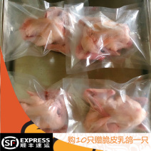 新鲜乳鸽、鸽子、肉鸽真空包装5只起批250g-300g
