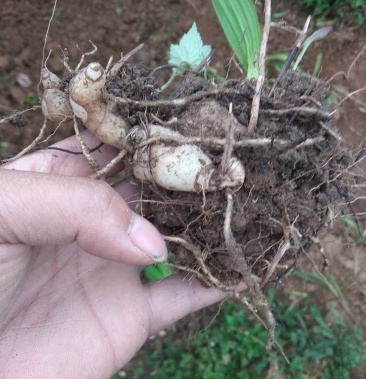 野生白芨含量高假一赔十