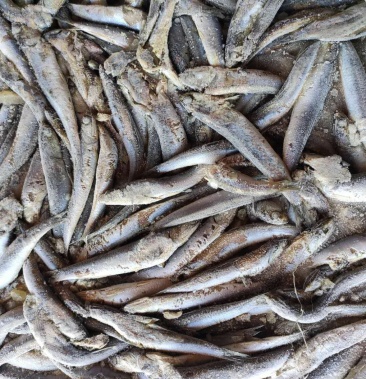 [鳀鱼批发]饲料鱼鳀鱼出水烂老雁屎鱼饲料鱼提鱼喂螃蟹饲料价格49.