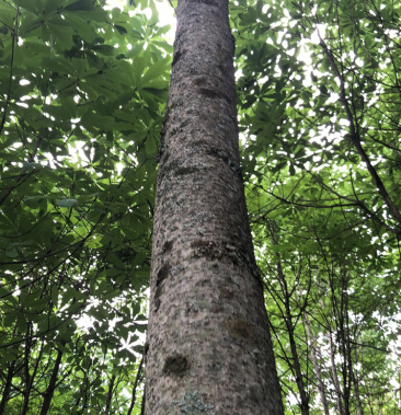 高海拔地区阳光充足川厚朴